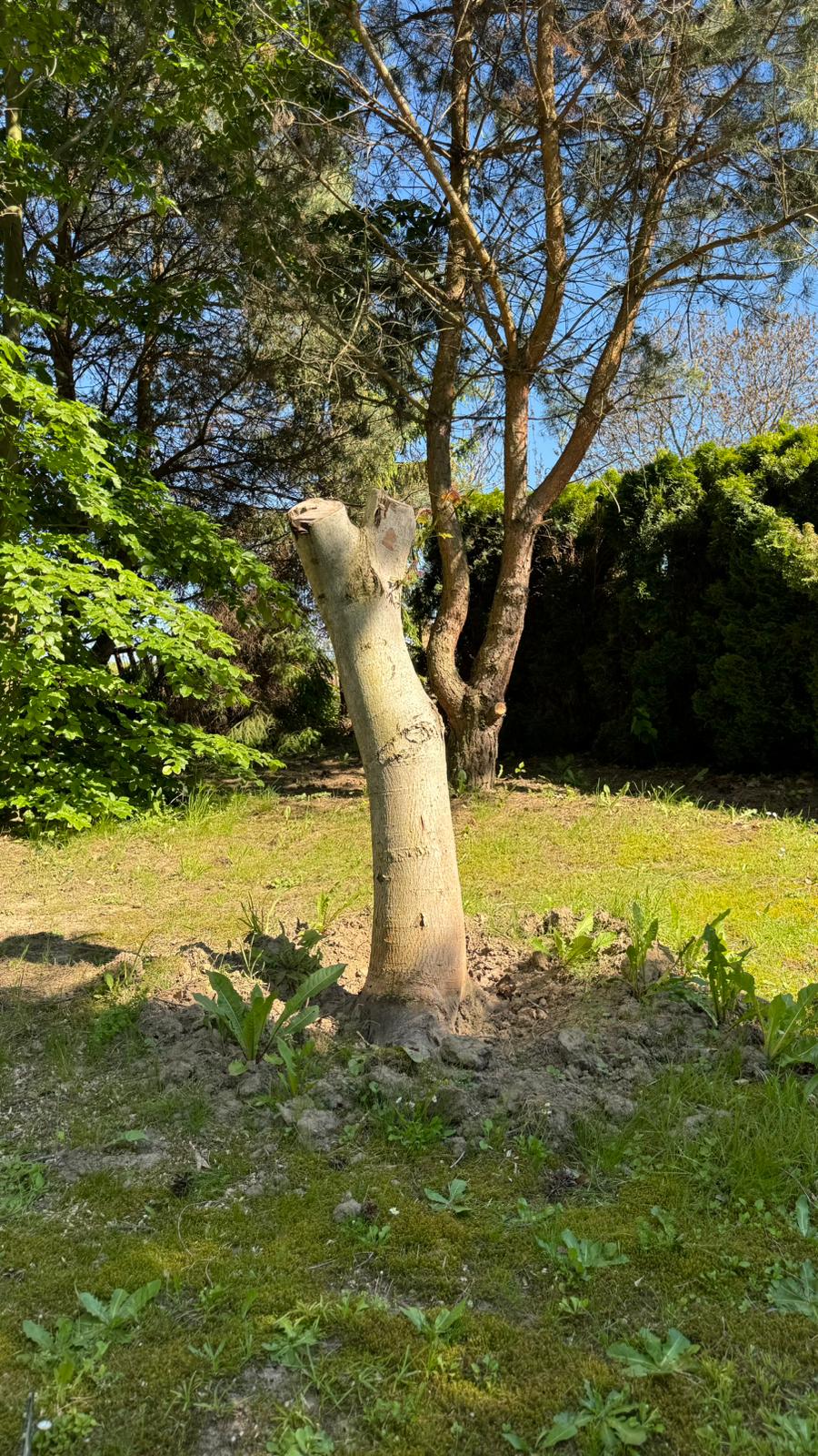 Před